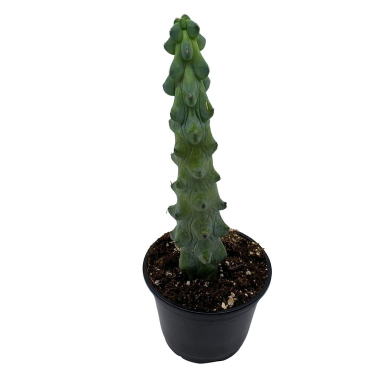 Boobie Cactus, Myrtillocactus Geometrizans Fukurokuryuzinboku, Boob Cactus,  Titty Cactus, Breast Cactus - Walmart.com