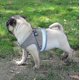 thumbnail image 5 of Cat Harness, Cat Harness Escape Proof, 5 of 5