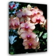 thumbnail image 1 of Alan Hausenflock 17x24 Gallery Wrapped Canvas Wall Art Titled - Moth Orchids VI, 1 of 4