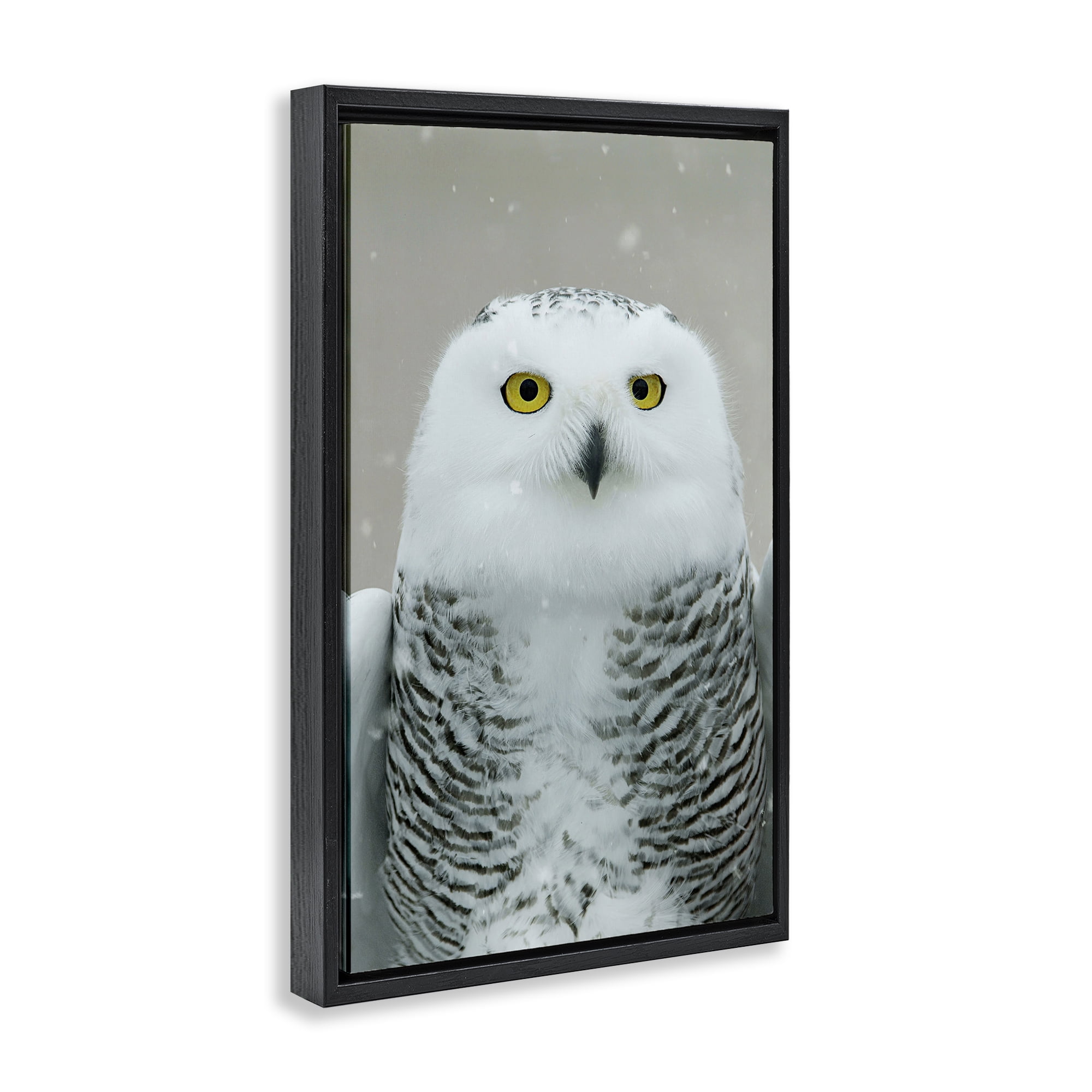 Stupell Industries Snowy Owl Portrait Animals & Insects Photography Black Floater Framed Canvas Art Print Wall Art, 21 x 31