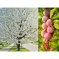 thumbnail image 1 of 5 AMERICAN PLUM Prunus Americana Red Purple Fruit White Flower Shrub Tree Seeds, 1 of 3