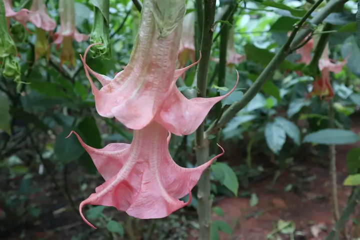 Pink Angel's Trumpet – Fragrant Flowering Live Plant for Garden & Landscape
