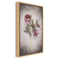 thumbnail image 2 of Amanti Art Canvas Art Framed Vintage Hellebore Study V, 2 of 11