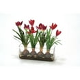 thumbnail image 1 of Waterlook Crocus in Glass with Bark, Red, 1 of 1