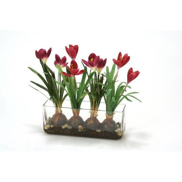 Crocus de Waterlook en Verre avec Écorce&44; Rouge
