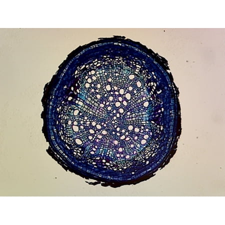 Pine (Gymnosperms) Older Root; Cross Section by Go Science Crazy price history on PriceWatchPro