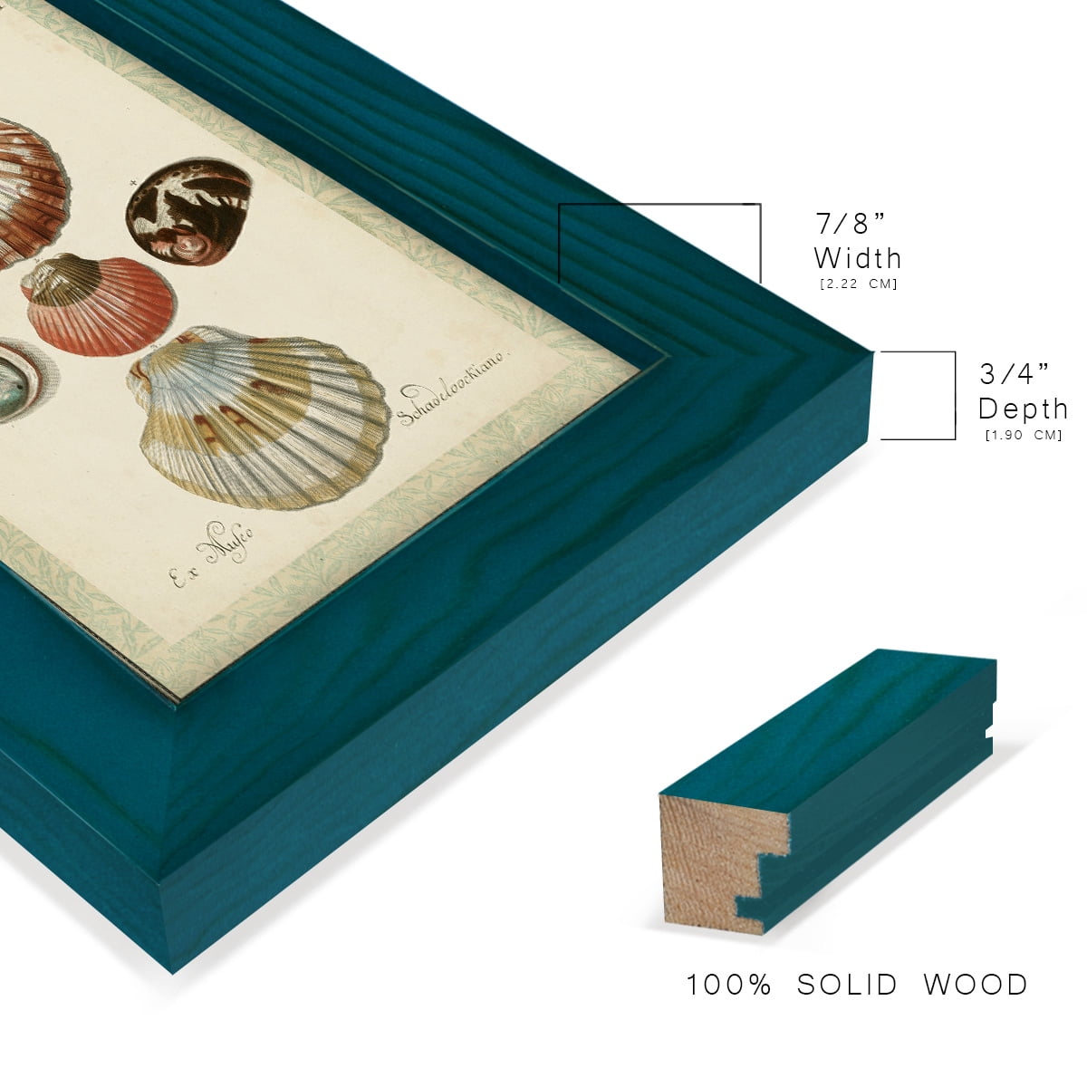 Bookplate Shells III - Framed Print w/glass - Ocean Blue