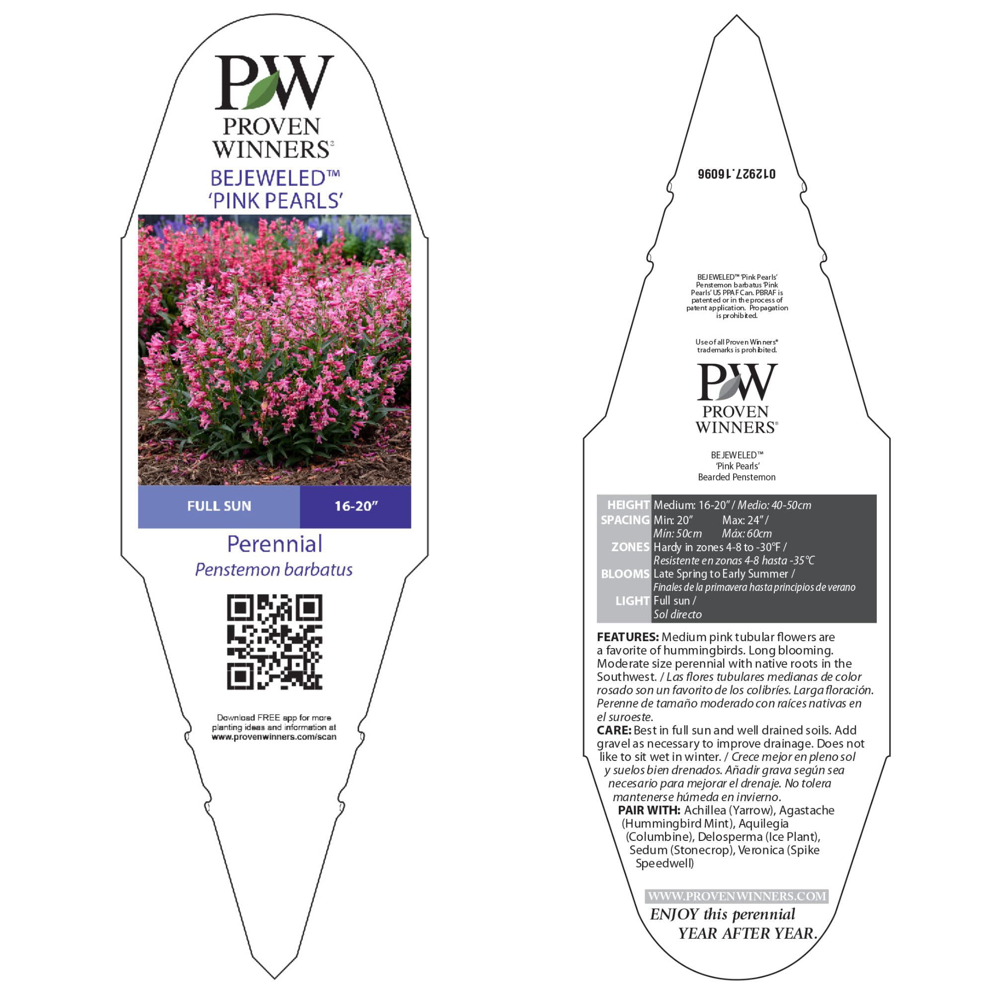 Proven Winners 6" Bejeweled 'Pink Pearls' Bearded Penstemon Live Plant in 7.5" Pot