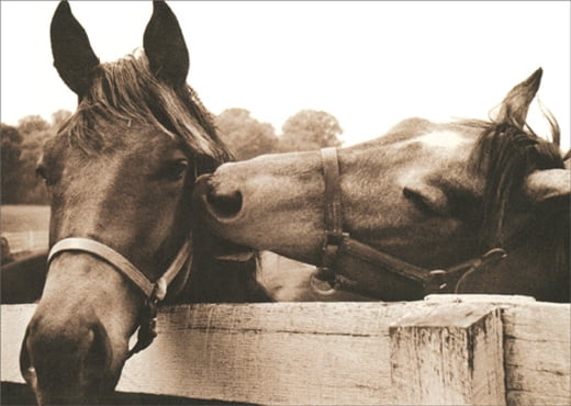 Avanti Press Horses Nuzzling America Collection Romantic Birthday Card