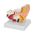 thumbnail image 4 of Modelo de Anatomía del Oído Humano Ecomeon PVC, 4 of 5