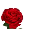 thumbnail image 5 of (2 pack) Mainstays 29 in Artificial Blooming Red Rose Indoor Stem, 5 of 11