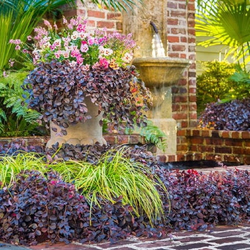 Southern Living Purple Pixie Loropetalum Live Shrub in 3-Gallon Grower Pot