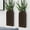 Dark Brown, variant on Indoor Wood Wall Planter Set of for Plants - Boho Handmade Hanging Propagation Station with Curved Rainbow Design, Wall Mounted Vase for Flowers, Natural Home Decor Living Room Entryway(2)