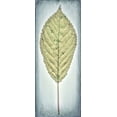 thumbnail image 2 of Mahan, Kathy 12x24 Black Ornate Wood Framed with Double Matting Museum Art Print Titled - Cherry Leaf I, 2 of 4