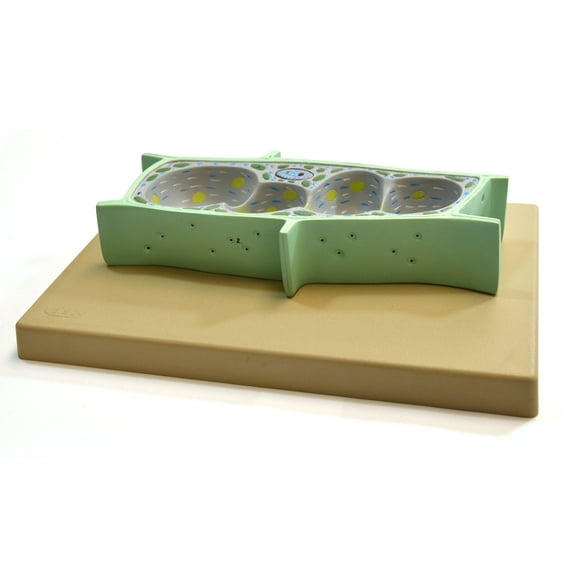 Plant Cell Model, Three Dimensional, Sectional View with Hand Painted Details - Mounted on Base, 13" x 9" - Eisco Labs