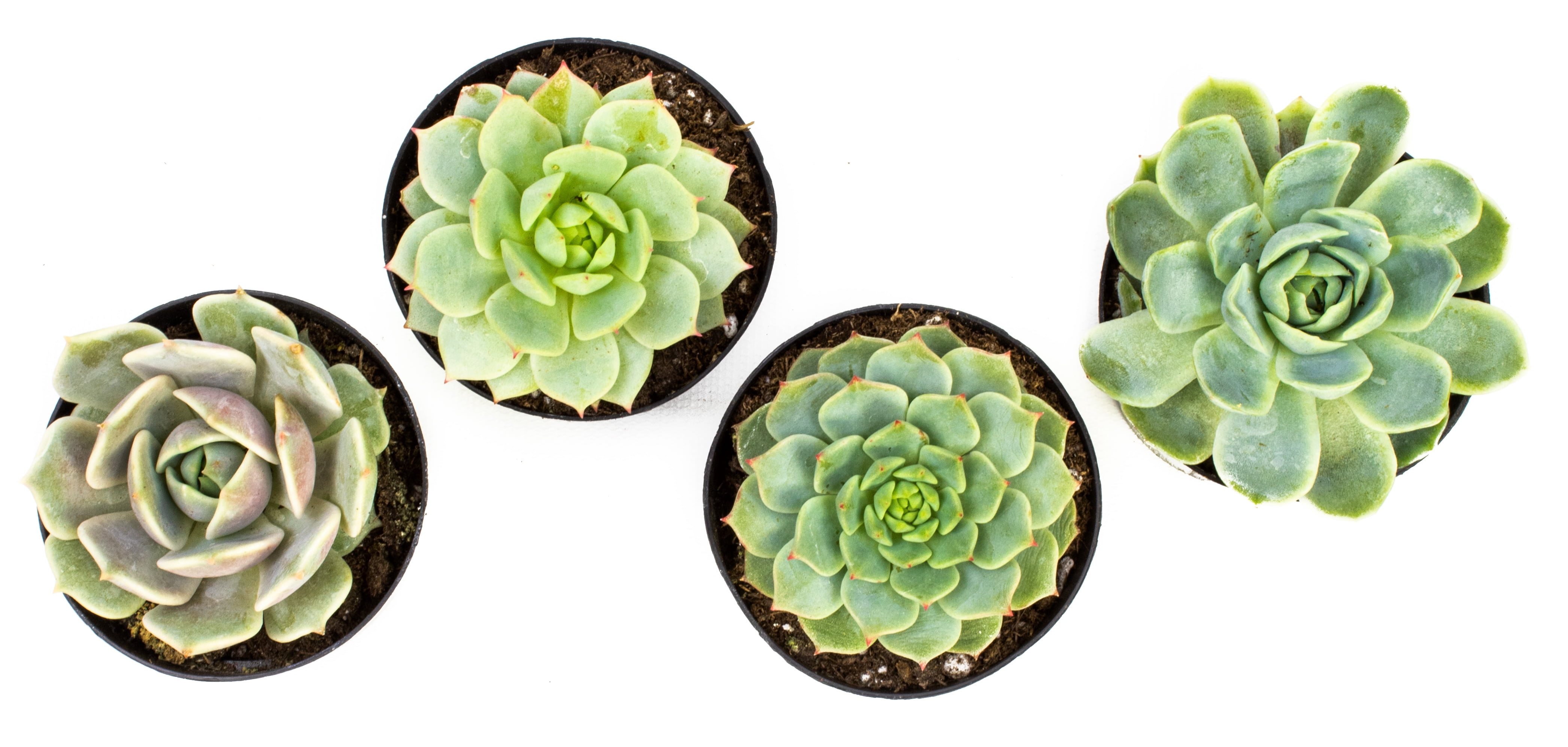 Altman Plants Live Succulent Plants 4-Pack, Echeveria Succulents Plants - Full Sun - 2.5-Inch Pots