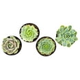 thumbnail image 3 of Altman Plants Live Succulent Plants 4-Pack, Echeveria Succulents Plants - Full Sun - 2.5-Inch Pots, 3 of 8