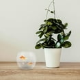 thumbnail image 4 of COOPHYA Shatterproof Transparent Fish Bowl for Desktop Use Clear Plastic Small Aquarium, 4 of 8