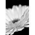 thumbnail image 2 of Schell, Jennie Marie 17x24 Black Ornate Wood Framed with Double Matting Museum Art Print Titled - Daisy Flower Macro Black and White 2, 2 of 4