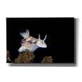 thumbnail image 1 of Epic Graffiti 'Nudibranch On Coral Reef' by Epic Portfolio, Canvas Wall Art, 60"x40", 1 of 8