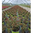 thumbnail image 5 of Knock Out� Rose, 5 of 6