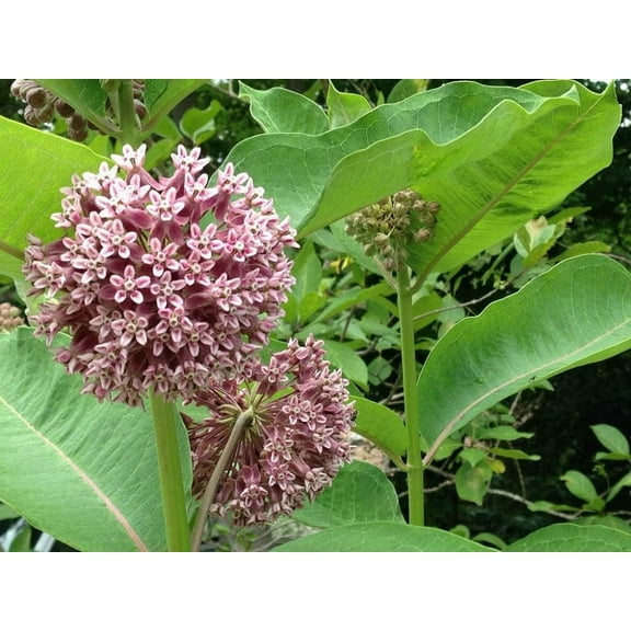Common Milkweed Plants for Monarch Butterflies - 100 Seeds - Milkweed Seeds for Fall Planting Asclepias Syriaca