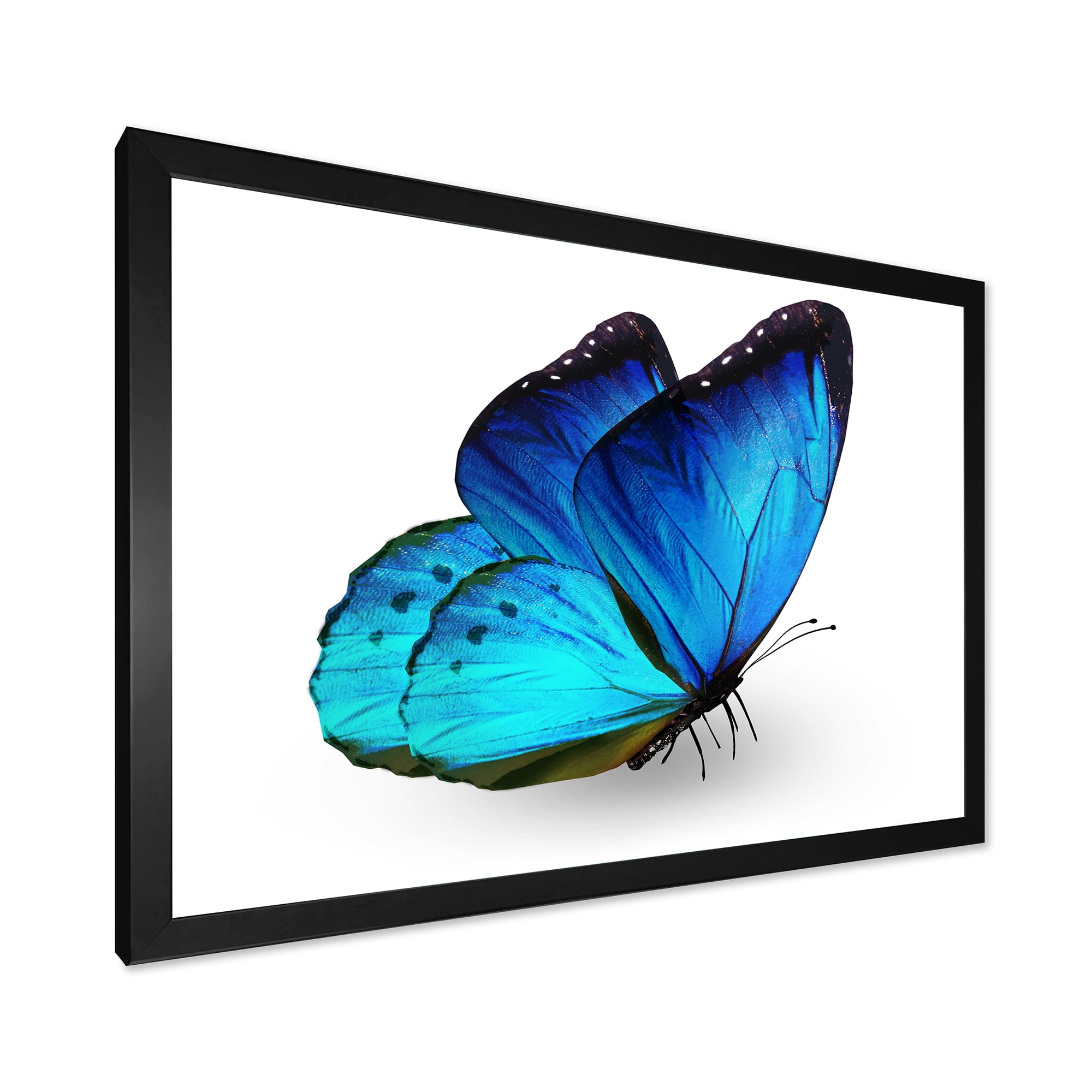 Designart 'Close Up Of Vibrant Blue Butterfly On White' Modern Framed Art Print