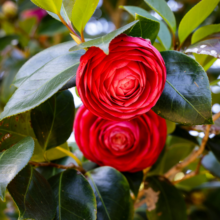 Live Red Camellia Plant in 4" Pot, Flowering Shrub with Glossy Foliage, Ideal for Patio, Lawn, or Garden