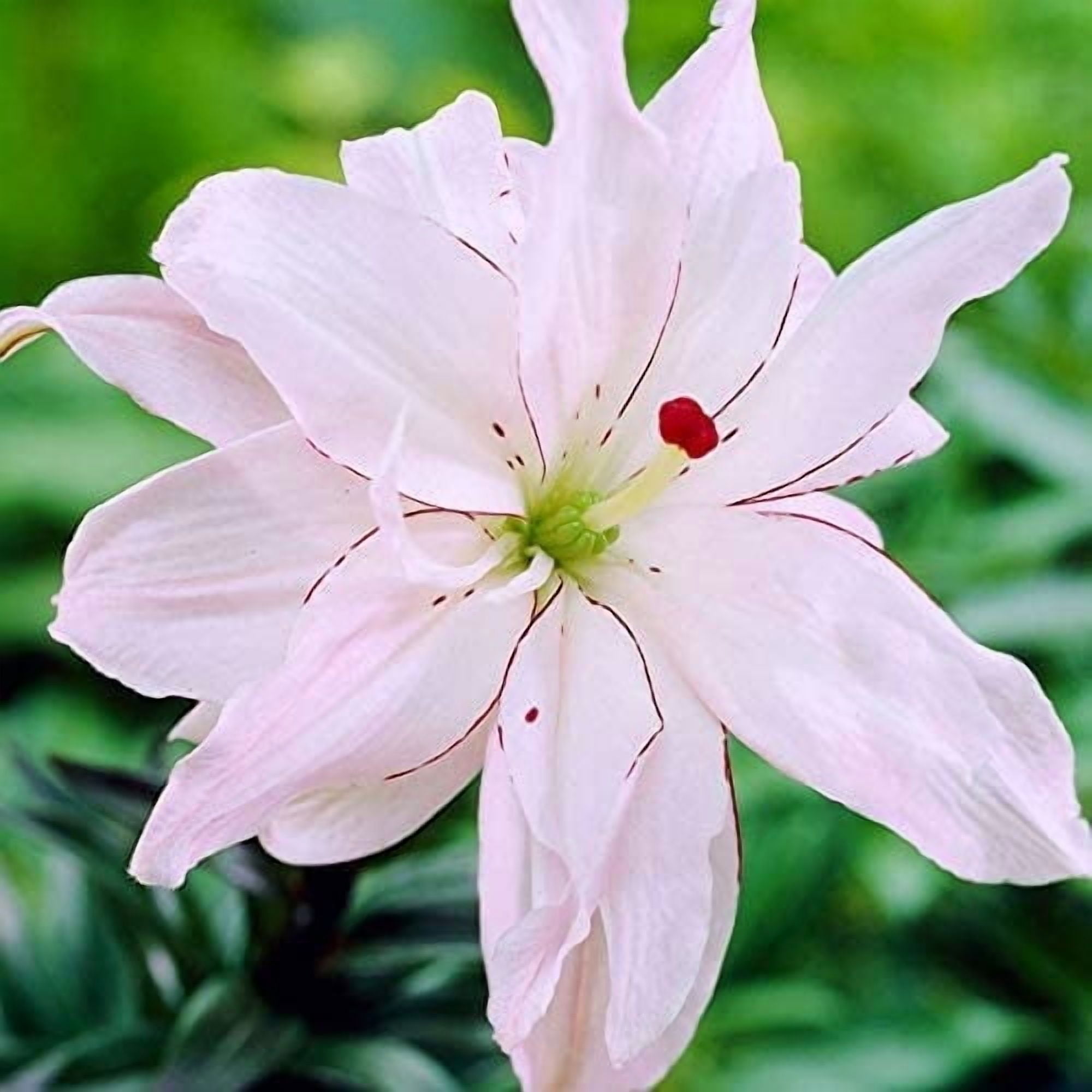 Van Zyverden Lilies Premium Oriental Stargazer Set of 7 Giant