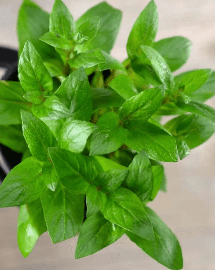 Staurogyne Repens – Live Freshwater Aquarium Plant for Foreground Aquascaping