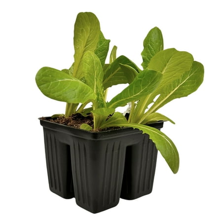 Expert Gardener 4 Pack Lettuce Plants, Full Sun