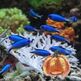 thumbnail image 4 of unbranded Para Acuario Con Cueva De Resina En De Calabaza, 4 of 6