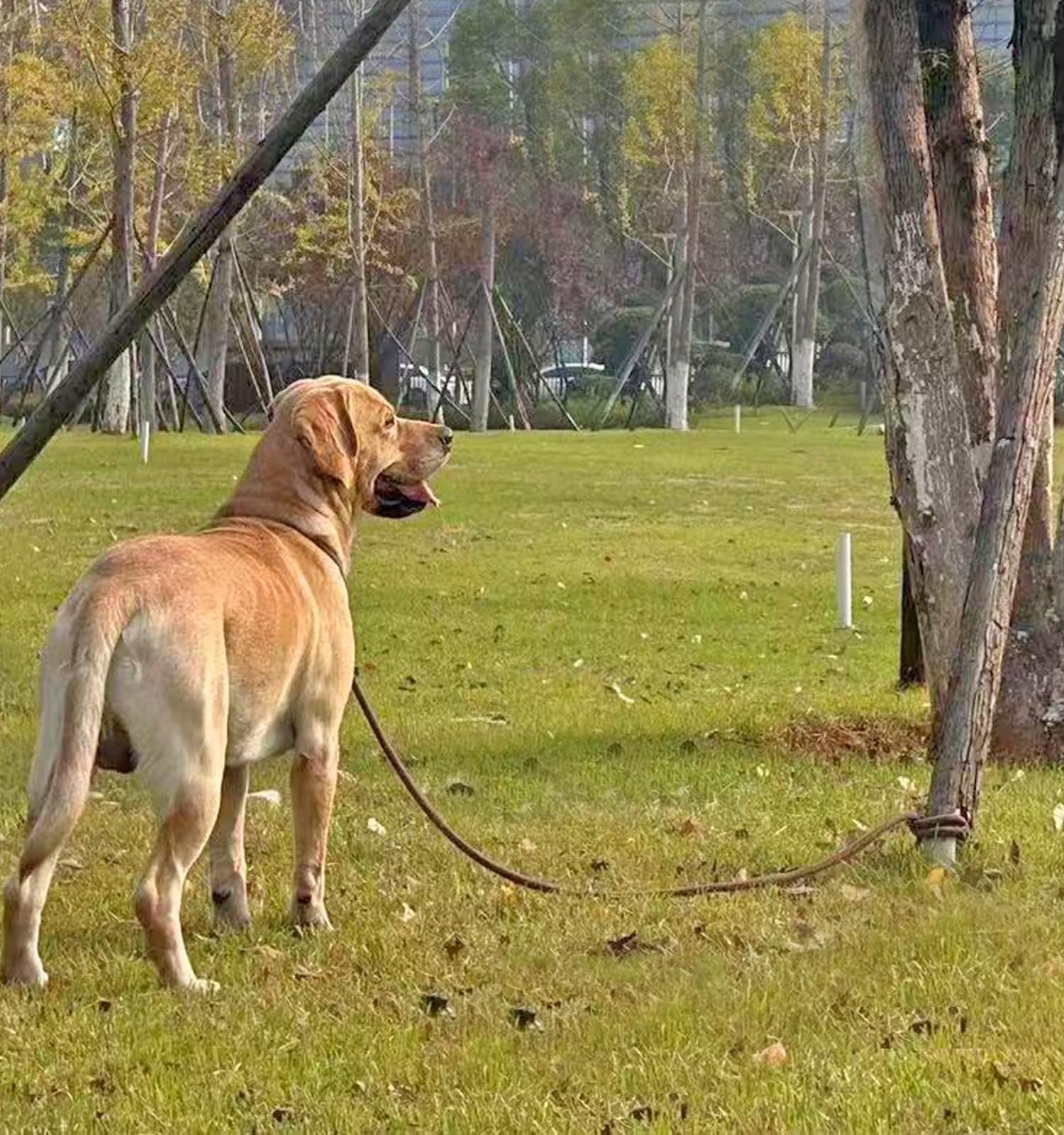 35FT Heavy Duty Nylon Dog Leash Tie Out Rope Long Tether for Medium Large Dogs Outdoor Camping Backyard Play