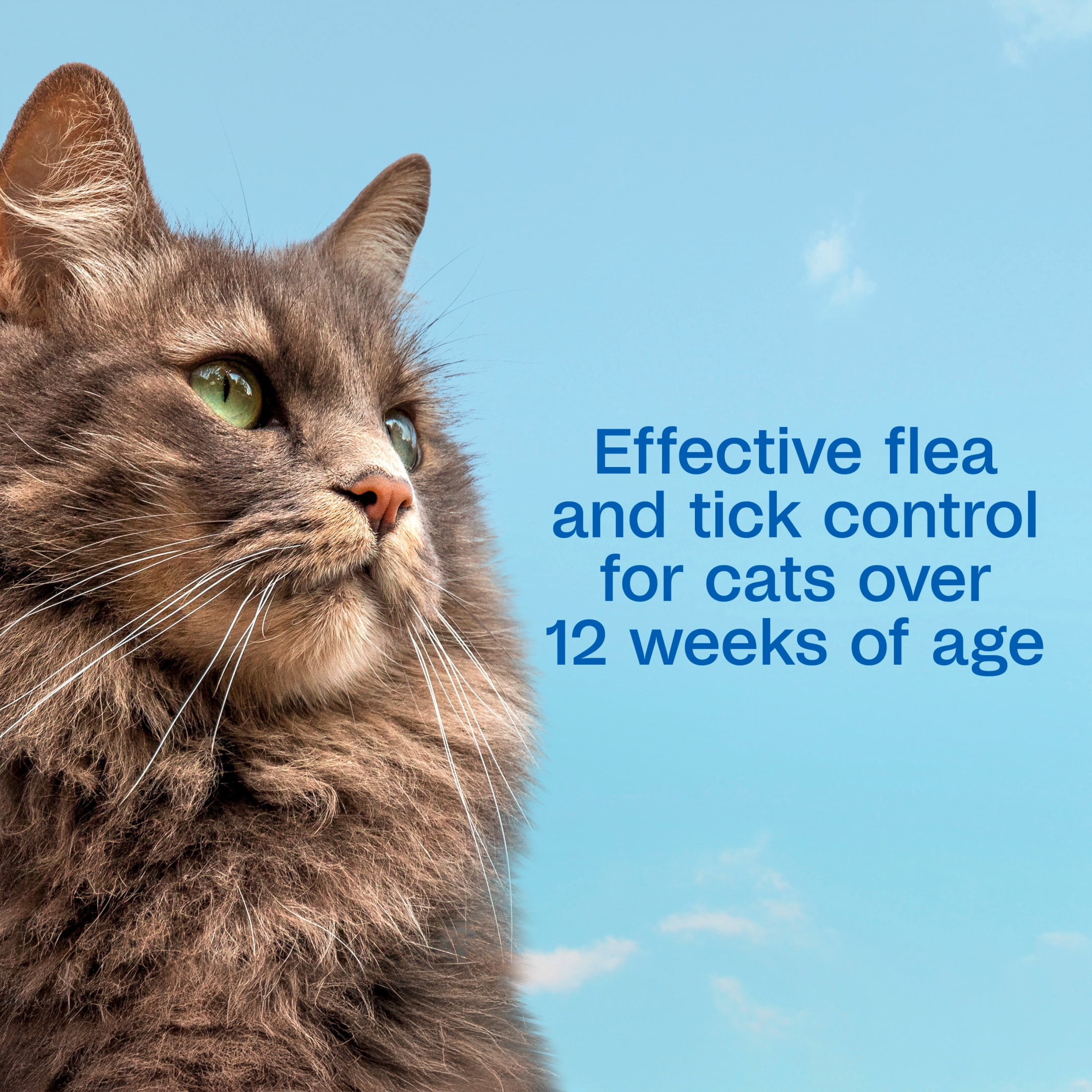 ADAMS Plus with Botanicals Flea & Tick Shampoo for Cats & Kittens, Flea Shampoo to Treat Flea Infestations, Soothes Dry Skin & Conditions Coat, Kills Adult Fleas, Flea Eggs, Ticks and Lice, 12 fl oz