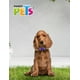 thumbnail image 5 of COLLAR MED AQUA POP P/PERRO GALERIA, 5 of 5
