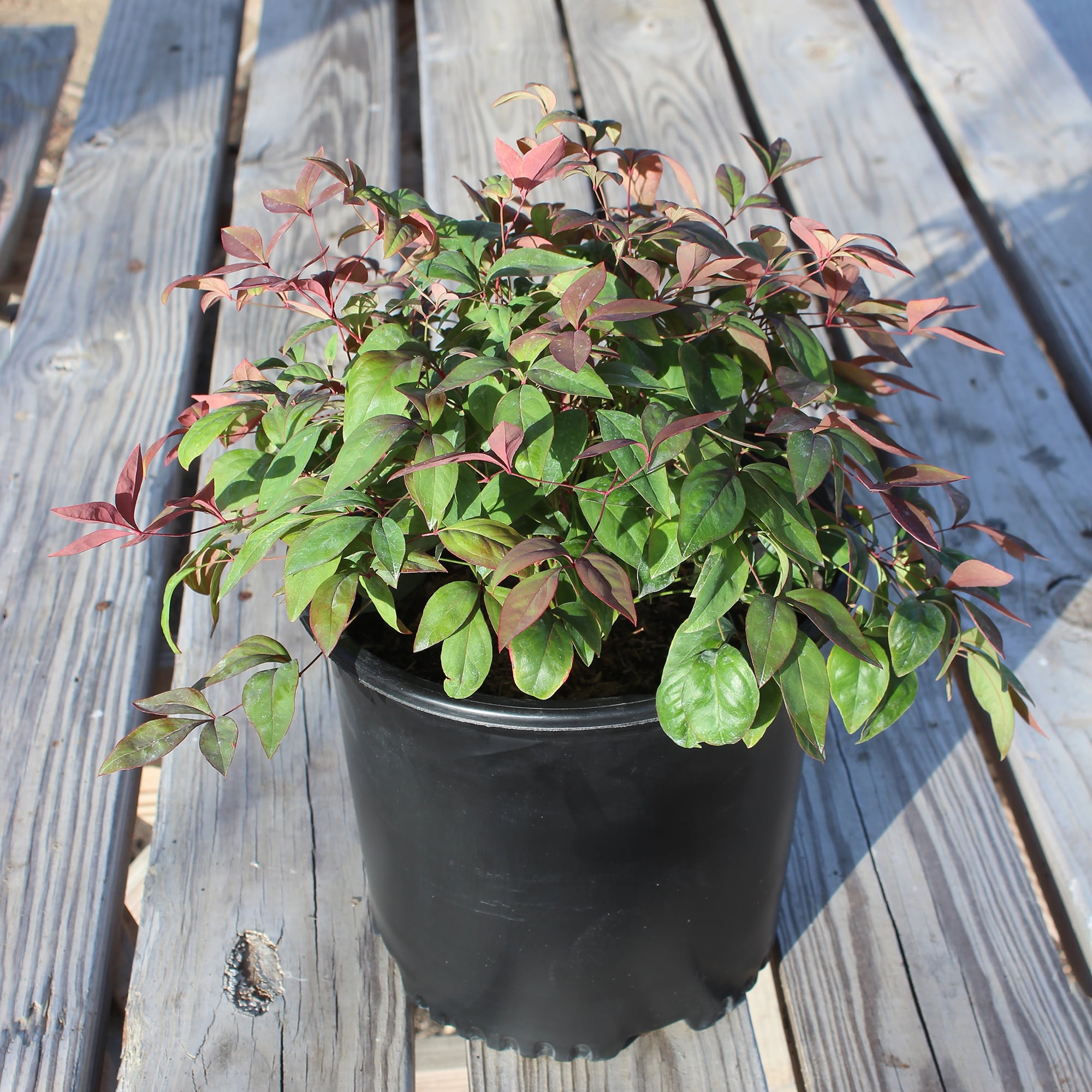 Expert Gardener 2.25G Nandina Domestica Nana Live Plant Full Sun