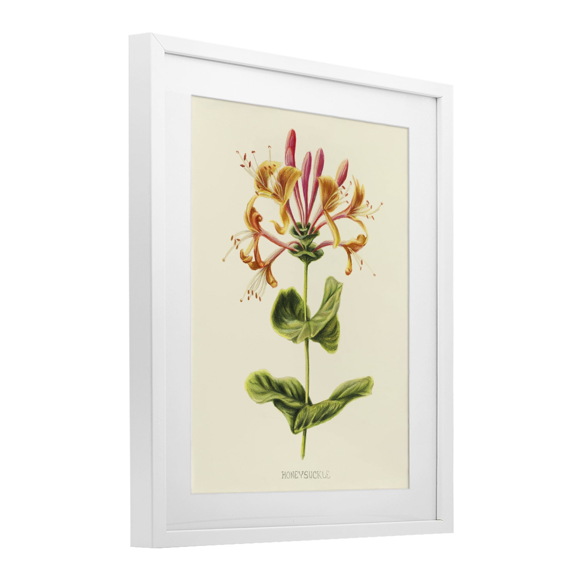 Stupell Industries Honeysuckle Vintage Illustration White Framed Print Under Glass, design by Connie Resch
