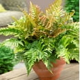 thumbnail image 6 of Autumn Fern Plants Live Outdoor Plants in 2 Inch Pot, Landscape Edging Perennial Plants for Shade, Plants Live Ferns for Outdoors, 6 of 8