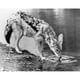 Posterazzi SAL990118091 l'Eau Potable de Chacal à Dos Noir d'Une Affiche de Canis de Rivière Mesomelas - 18 x 24 Po. – image 1 sur 1