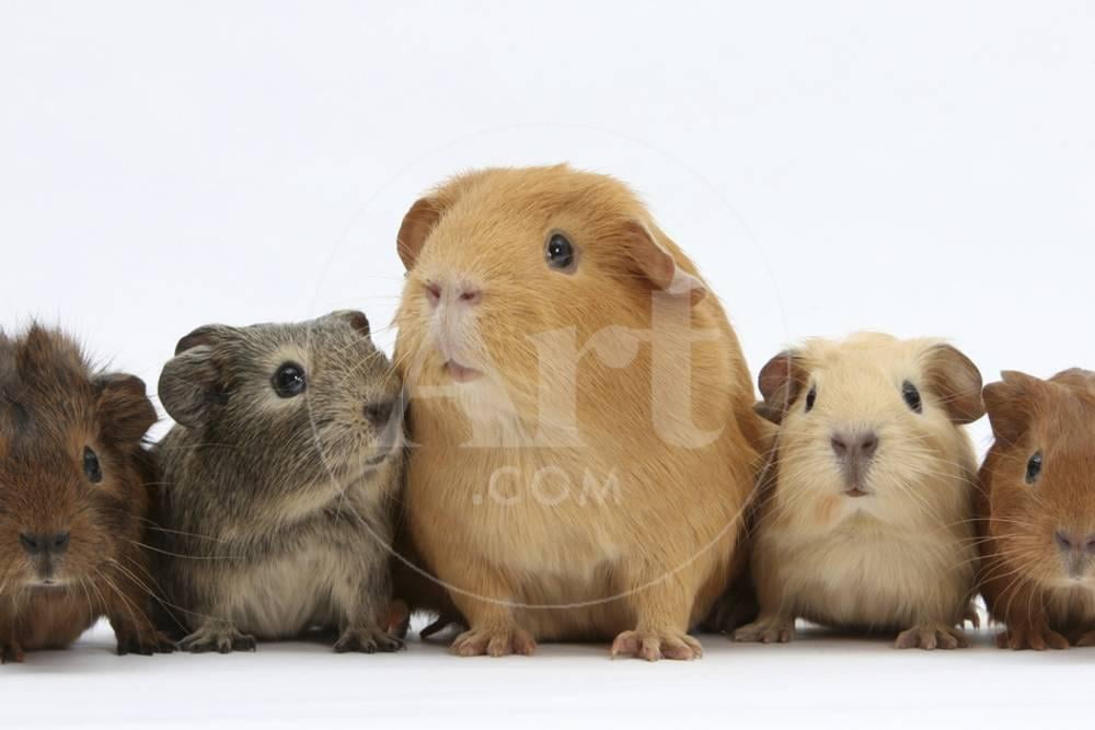 Mother Guinea Pig and Four Baby Guinea Pigs, Each a Different Colour