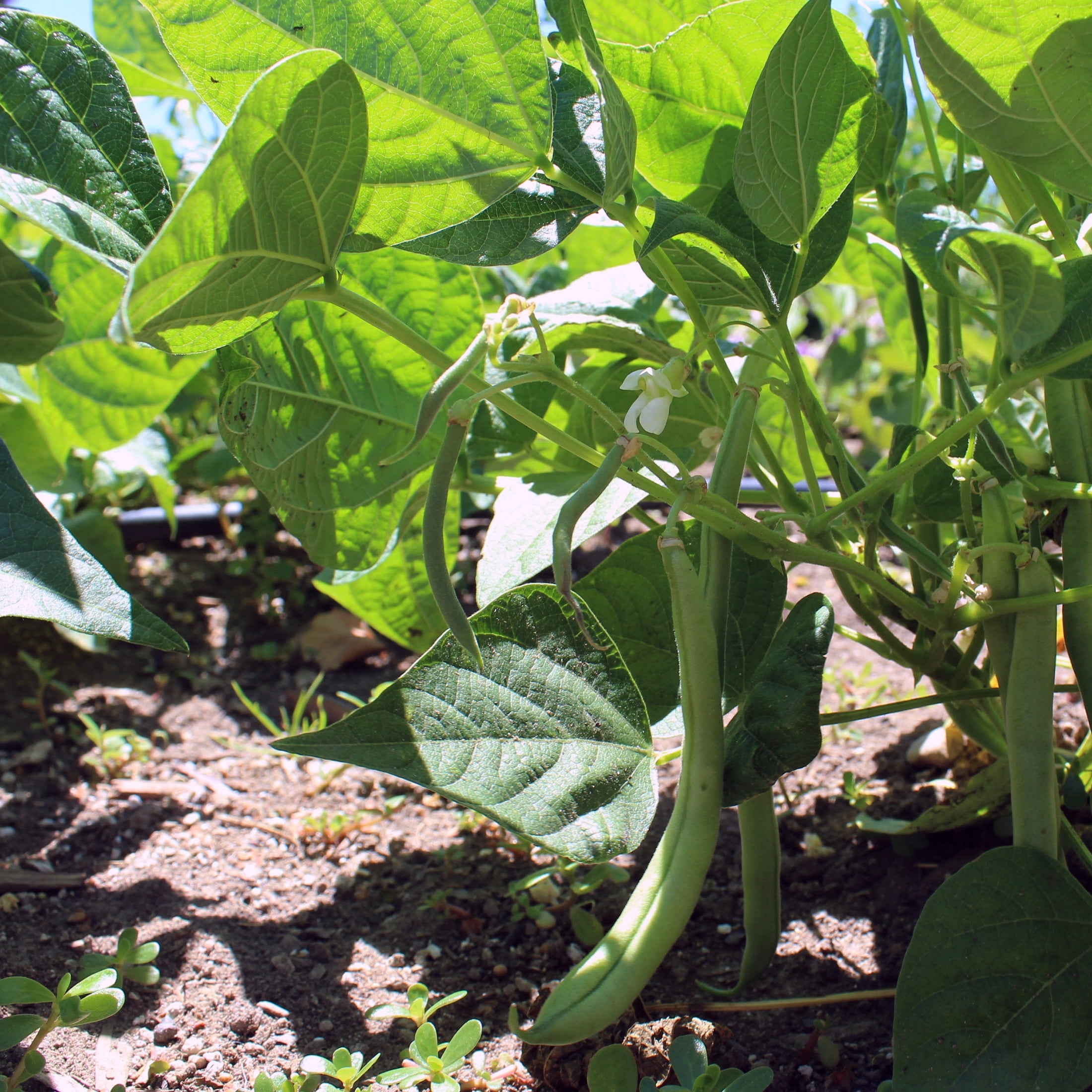 Proven Winners 4" Blue Lake Green Beans Live Plant in 4.25" Pot (4 Count)