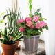 thumbnail image 1 of unbranded 6Ud Macetas Claras Con Agujeros Para Plantas Con De Drenaje Para Uso En Casa, 1 of 7
