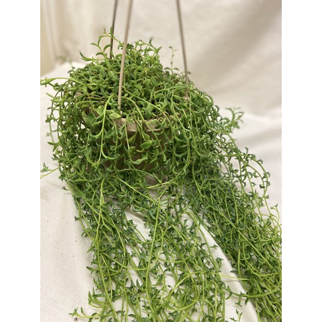 6" String of Dolphins (Senecio Peregrinus)