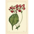 thumbnail image 2 of Vision Studio 17x24 Black Ornate Wood Framed with Double Matting Museum Art Print Titled - Red Curtis Botanical IV, 2 of 4