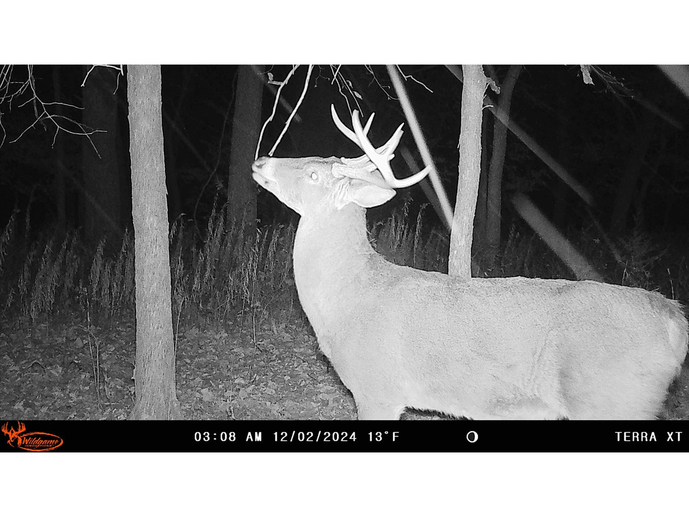 Disposable Canera Wildgame Innovations Terra XT (Cellular