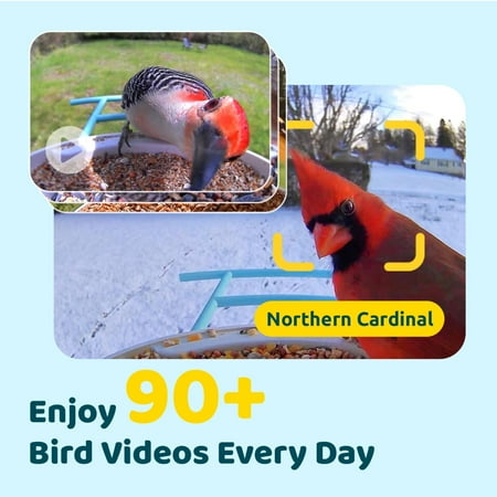 Smart Bird Feeder Camera, Netvue Birdfy Automatic Outdoor Bird Accessories with APP Notification AI Recognition Night Version Waterproof for Yard/House Buddy