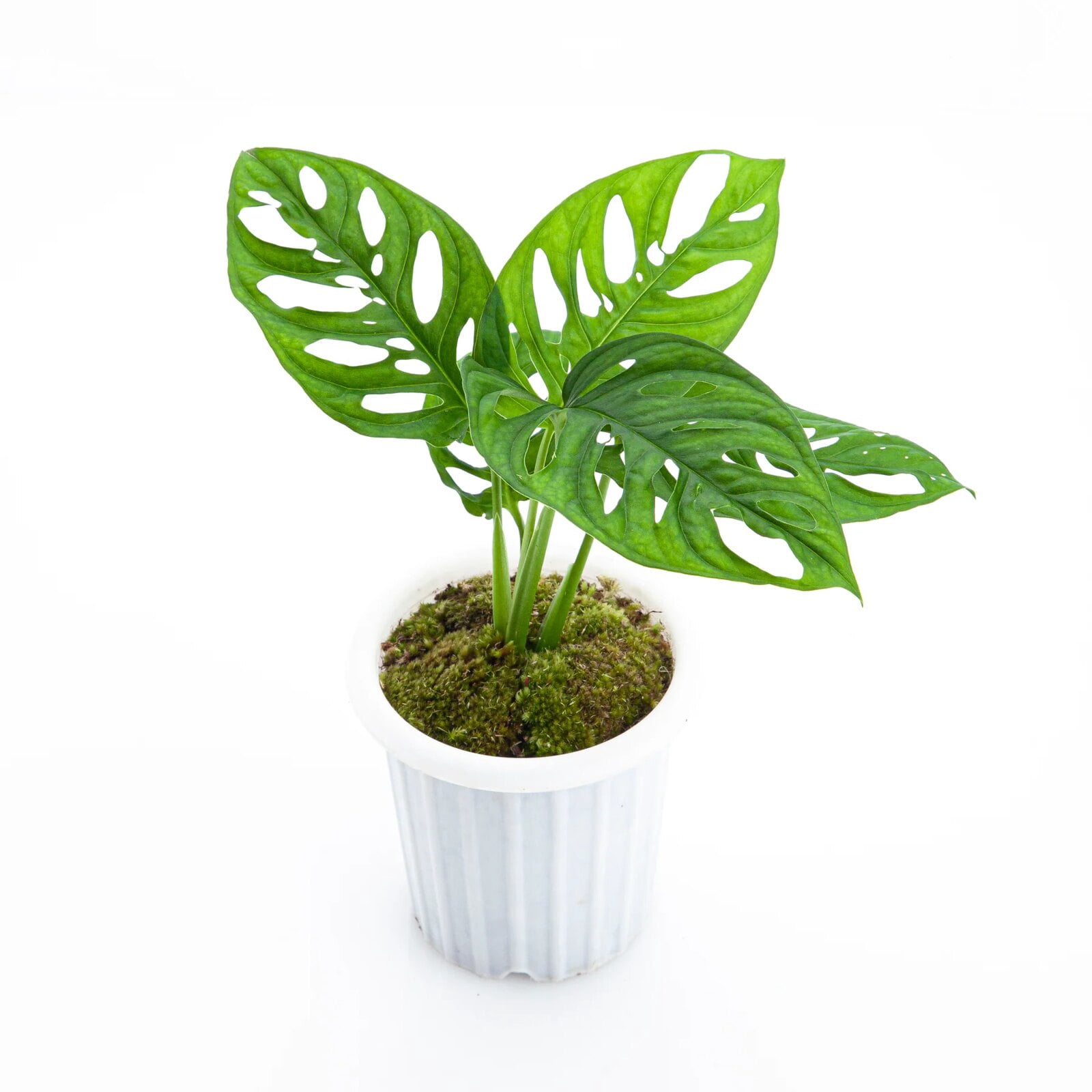 ⭐ PREMIUM Monstera Acuminata Potting Mix - Hand-crafted for Optimal Nutrient Absorption by Gardenera - 1 Quart