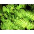 thumbnail image 6 of 1000 Seeds HANOVER SALAD Spring KALE Smooth Siberian Brassica Napus Vegetable Seeds, 6 of 8