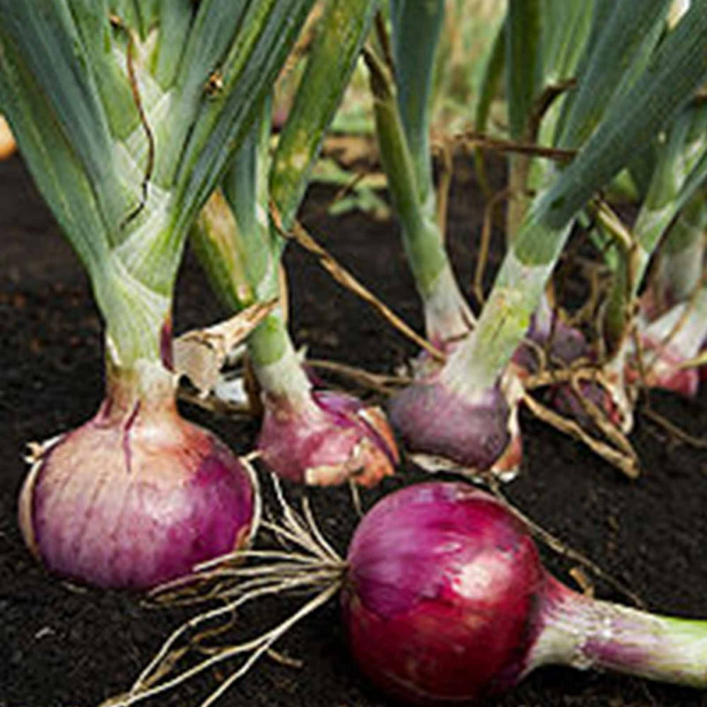 Red Burgundy Onion Garden Seeds 4 Oz NonGMO, Heirloom