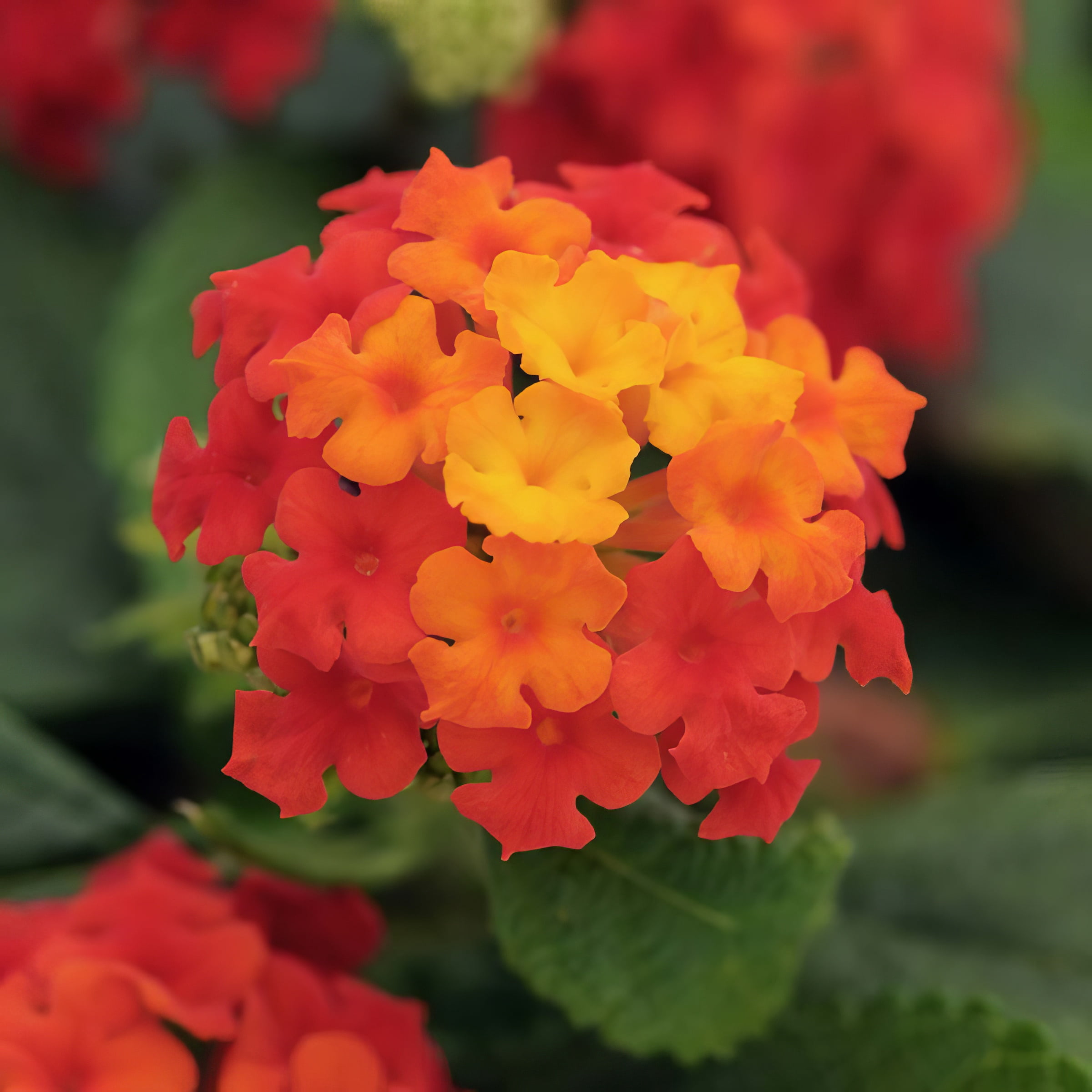 Live Annual 4" Lucky Red Lantana (3-Pack)  with Full Sunlight